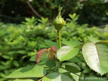 月季常見(jiàn)三類(lèi)蟲(chóng)害識別及防治