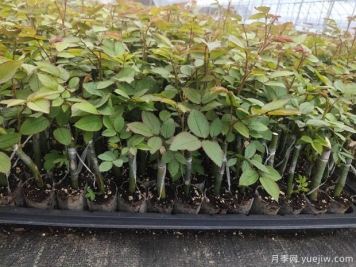 新疆喀什適合月季種植和應用嗎？