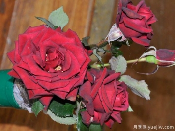 黑領(lǐng)帶月季
