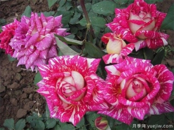 黑龍江花友該如何養殖月季花？