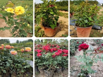 內蒙古適合種植月季嗎？