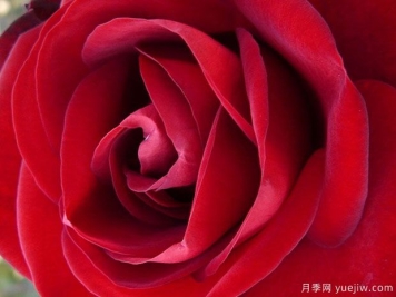 馬琳月季的優(yōu)缺點(diǎn)是什么？