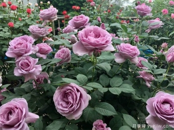 家庭陽(yáng)臺月季花的養殖方法和注意事項