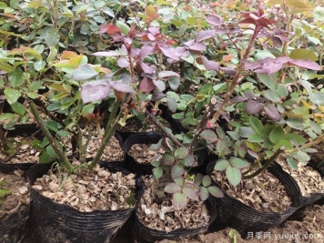 月季花什么季節選苗種植最好？不同季節入苗的優(yōu)缺點(diǎn)是什么？