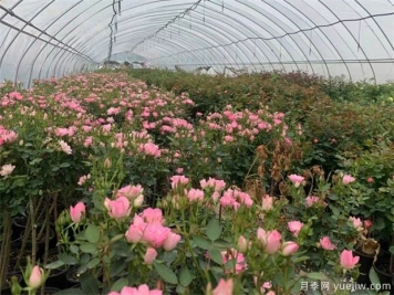 月季花葉子發(fā)黃的原因以及處理方法
