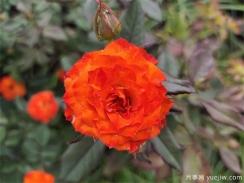 月季葉子卷曲萎蔫的原因