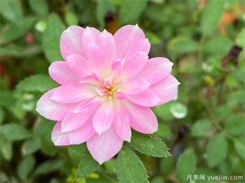超微姬月季的優(yōu)缺點(diǎn)是什么？和養護辦法