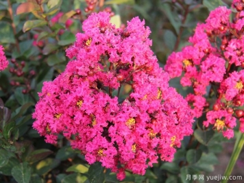 紫薇樹(shù)怎么種植？紫薇樹(shù)的種植技術(shù)與養護方法