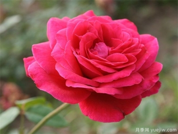 包頭可以種植月季嗎？月季花盛開(kāi)不是夢(mèng)
