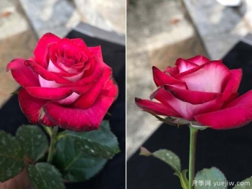 守車(chē)月季的優(yōu)缺點(diǎn)是什么？