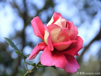 一年四季都能開(kāi)花的花卉有哪些？花卉護理原則