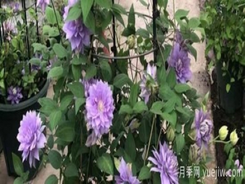 鐵線(xiàn)蓮耐寒多少度