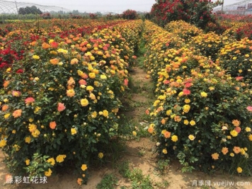 球形灌木怎樣賣(mài)出高價(jià)？月季花球受綠化喜愛(ài)