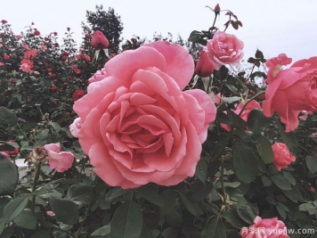 移植月季玫瑰能在夏天生存嗎？