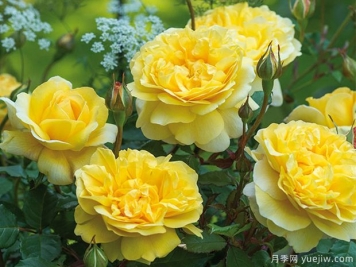詩(shī)人的妻子月季的優(yōu)缺點(diǎn)是什么？有哪些