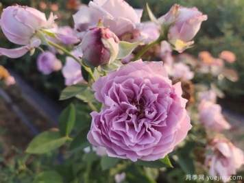 空蒙月季和藍色風(fēng)暴月季花對比