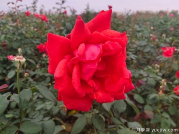 月季花圖片：十種顏色月季和代表品種