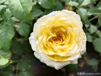 月季花養哪個(gè)品種比較好？花友高標準推薦11個(gè)