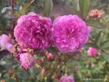 小花月季品種有哪些？推薦4個(gè)微型月季