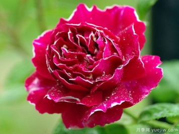 廣東紫袍玉帶月季會(huì )開(kāi)花嗎？