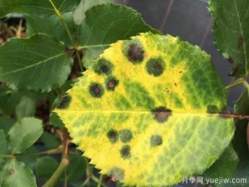 月季黑斑病的癥狀和治療，需要遮陰干燥通風(fēng)