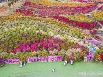 2022年?？谌敲坊ㄕ箚⒛?，五雀花王驚艷出場(chǎng)