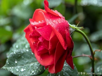 防治月季紅蜘蛛蟲(chóng)害的辦法