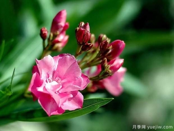夾竹桃的圖片特點(diǎn)和種植養護