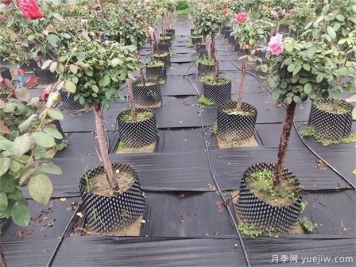 育苗容器影響植物生長(cháng)嗎？樹(shù)狀月季是否適合容器苗？