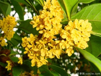 觀(guān)花樹(shù)種在園林景觀(guān)中的應用