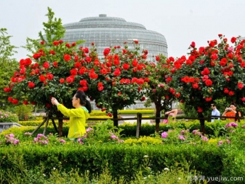 建設月季花城，讓鄭州月季從盆景走向風(fēng)景