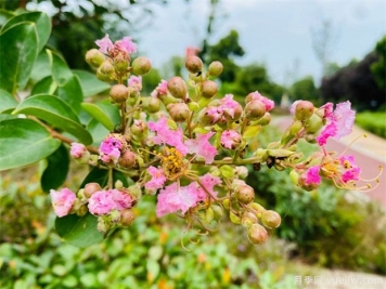 2-3-4公分紫薇南陽(yáng)產(chǎn)地是什么價(jià)格？