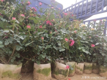 冬天養盆栽月季容易黃葉萎蔫的原因