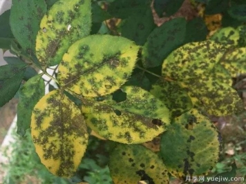 月季出現大量黃葉變光桿，是什么原因