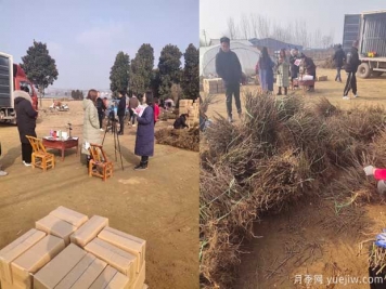 南陽(yáng)成功月季園聯(lián)手田園劉娟，月季苗走進(jìn)千家萬(wàn)戶(hù)