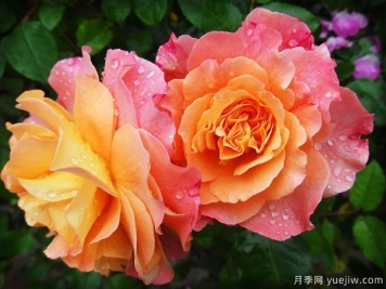 南陽(yáng)方城：月季產(chǎn)業(yè)，綠色發(fā)展引領(lǐng)生態(tài)之基