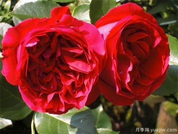 推薦10款經(jīng)典月季品種，新手花友種了不會(huì )后悔