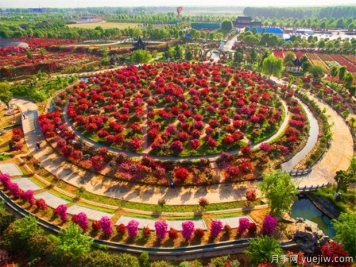 南陽(yáng)月季花開(kāi)全球，南陽(yáng)月季基地擬建特色小鎮