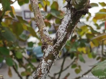 樹(shù)狀月季的桑盾蚧蟲(chóng)害有哪些傷害害，該如何防治？
