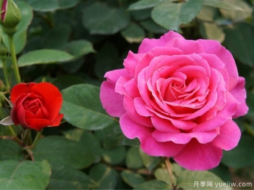 月季盆花要枝葉茂盛，合理施肥很重要