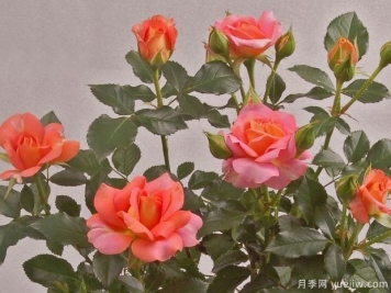 太空王陽(yáng)臺月季