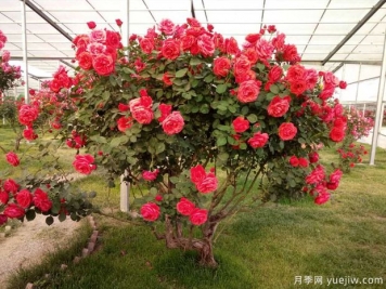 3月園林綠化集中開(kāi)工，綠化工程搶著(zhù)要哪些苗？