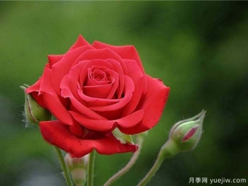 中國紅月季雅蘇娜的優(yōu)缺點(diǎn)是什么？