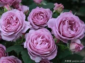 藍色陰雨?和?藍色?風(fēng)暴，哪個(gè)月季花更優(yōu)秀？