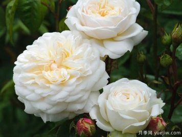 佛界月季的優(yōu)缺點(diǎn)是什么？