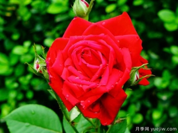 第一紅月季/先紅月季