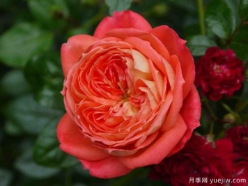紅桃皇后月季的優(yōu)缺點(diǎn)是什么？