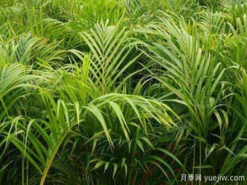 鳳尾竹發(fā)黃發(fā)枯的原因有哪些？