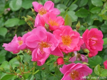 西雅月季的優(yōu)缺點(diǎn)是什么？