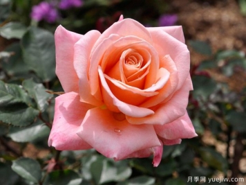 薩曼莎的夢(mèng)想月季的優(yōu)缺點(diǎn)是什么？